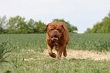 DOGUE DE BORDEAUX 031